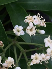 Viburnum odoratissimum