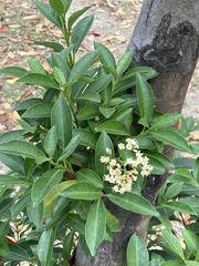 Viburnum odoratissimum