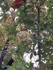 Viburnum odoratissimum