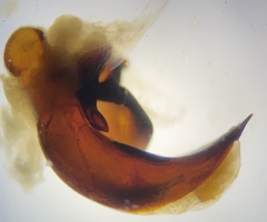 Pterostichus isabellae