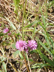 Trifolium resupinatum