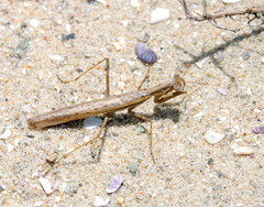 Chroicopteridae
