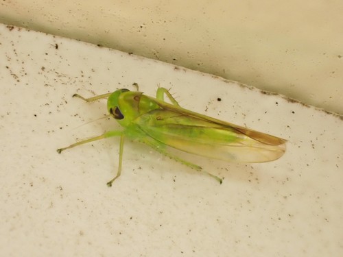 Birch leafhopper