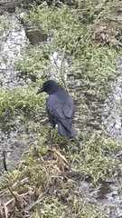 Corvus corone