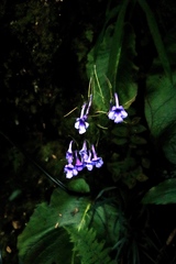 (c) Tony Rebelo, some rights reserved (CC BY-SA) Streptocarpus eylesii, photograph (c) Tony Rebelo, some rights reserved (CC BY-SA)