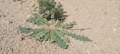 Launaea capitata