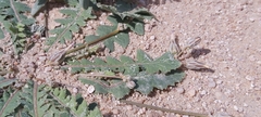 Launaea capitata