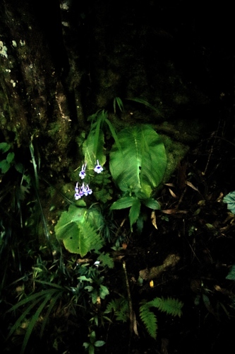 Streptocarpus eylesii, photograph 4