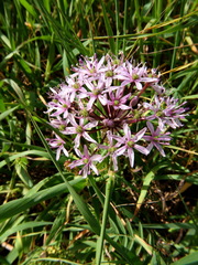 Allium tel-avivense