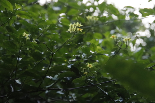 Image of Forest Star by (c) Tony Rebelo, some rights reserved (CC BY-SA)