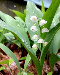 Convallaria