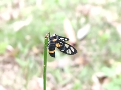 Amata sperbius