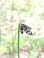Amata sperbius