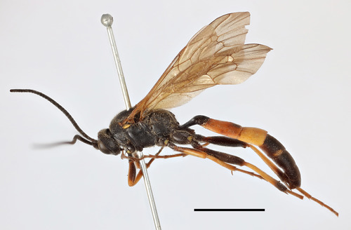 Spilichneumon limnophilus · iNaturalist