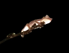 Rhampholeon marshalli