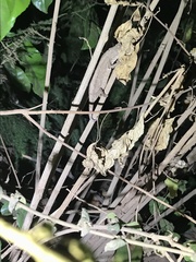 Rieppeleon kerstenii