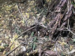 Rieppeleon kerstenii