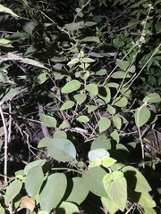 Rieppeleon kerstenii