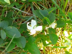 Clematis brachiata