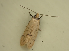 Atalopsis