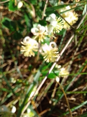 Clematis brachiata