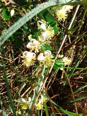 Clematis brachiata