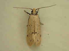 Atalopsis