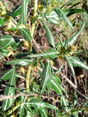 Xanthium spinosum