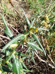 Xanthium spinosum