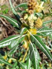 Xanthium spinosum
