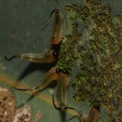 Lophyrotoma interrupta