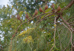 Hakea persiehana