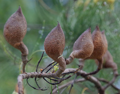 Hakea persiehana