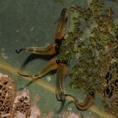 Lophyrotoma interrupta