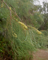 Hakea persiehana