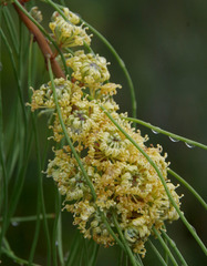 Hakea persiehana