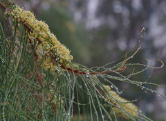 Hakea persiehana