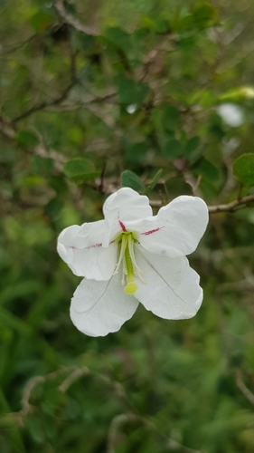 Image of Bauhinia natalensis by (c) Margaret Burger, some rights reserved (CC BY-SA)