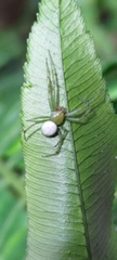 Aoaraneus pentagrammicus