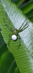 Aoaraneus pentagrammicus