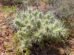 Cylindropuntia imbricata rosea