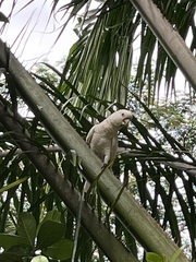 Cacatua