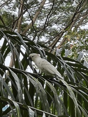 Cacatua