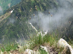 Alopecurus vaginatus
