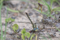 Phanogomphus oklahomensis