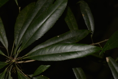 Elaeocarpus kirtonii