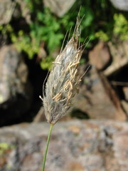 Alopecurus vaginatus