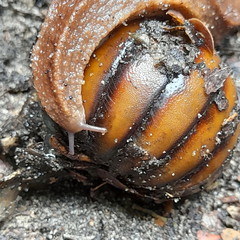 Chlamydephorus sexangulus