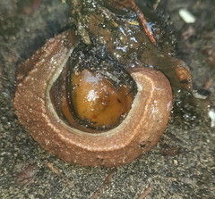 Chlamydephorus sexangulus