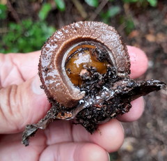 Chlamydephorus sexangulus